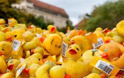 Im Schatten von Schloss Hohentübingen: Entenmeute vor dem Start.  FOTO: MARTIN SCHREIER