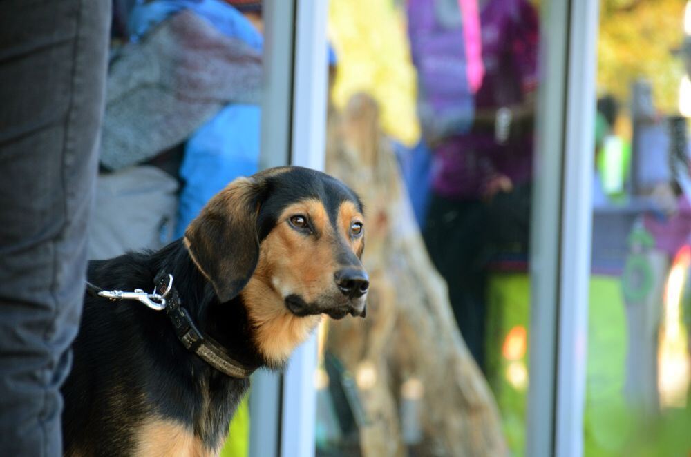 Kirschenfeldlauf Nehren