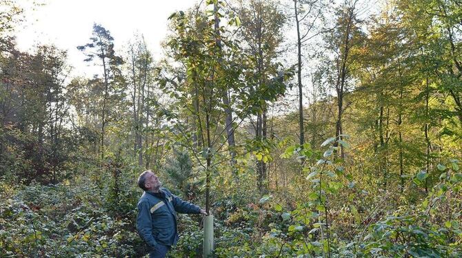 Der Reutlinger Revierförster Jo Schempp in einem Jungbestand des Stadtwalds: Die heranwachsenden Bäumchen werden mit einer Plast