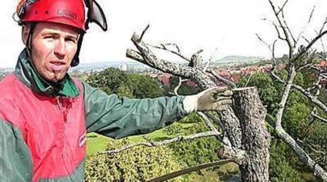 Luftiger Arbeitsplatz mit Blick auf Belsen: Joachim Schuster stutzt behutsam die alte Linde.  GEA-FOTO: AJI