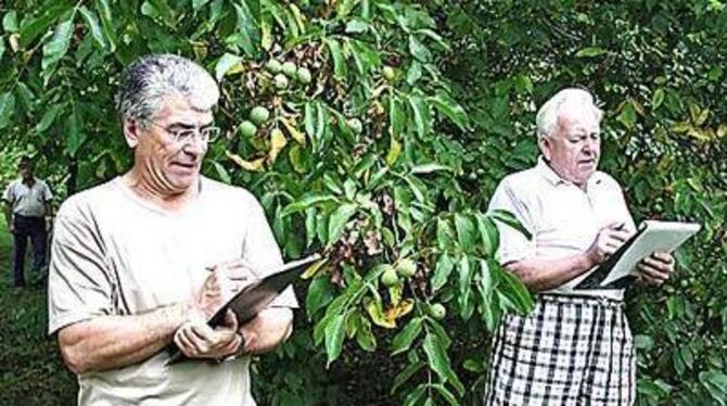 Noch sind die Nüsse nicht reif: Walter Leibfarth (rechts) und Helmut Kleih bei der Walnussversteigerung in Dettingen. FOTO: MAR