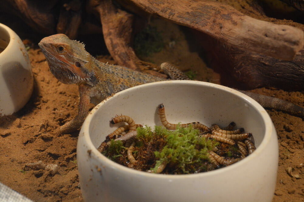 Aquarien- und Terrarien-Ausstellung Mössingen