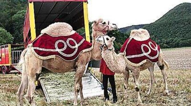 Mockel und Suleika verbringen ein Arbeitswochenende in Bad Urach. Sie arbeiten für den Zirkus Alfons William, der seine Zelte in