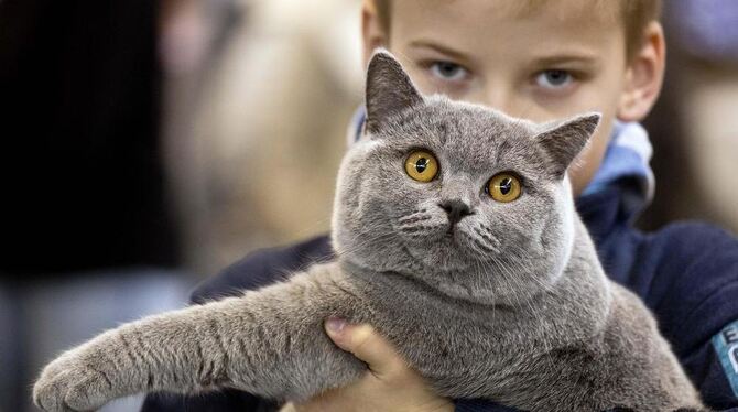 Schöne Katzen aus aller Welt gibt’s auf der »Animal« zu bewundern – einer von zehn Verkaufsausstellungen des Stuttgarter Messehe