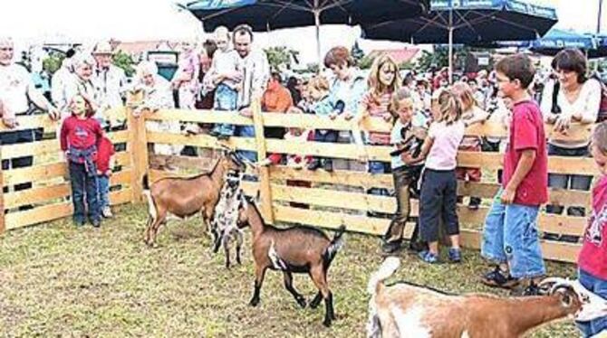 Mit den aufgeweckten Ziegen hatten vor allem die jungen Festbesucher in Gauingen viel Spaß. GEA-FOTO: DEW