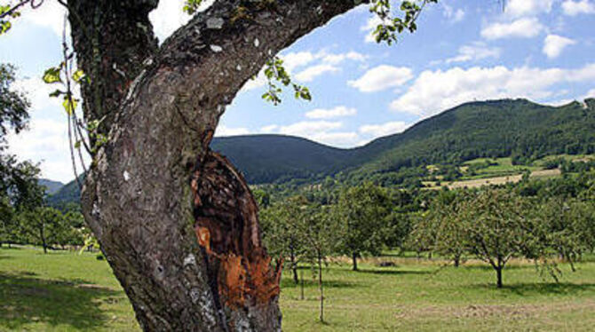 Streuobstwiesen - wie hier in Pfullingen - bieten vielen Tieren Lebensraum. FOTO: REISNER