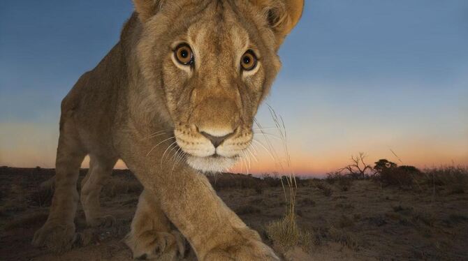 Dieses ausgezeichnete Foto trägt den stimmigen Titel »Neugierige Katze«. Hannes Lochner hat die junge Löwin fotografiert. FOTO: