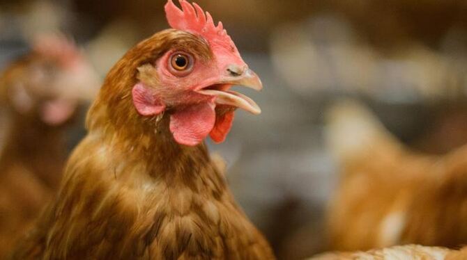 Auf einer Geflügelfarm in England ist die Vogelgrippe ausgebrochen. Foto: Julian Stratenschulte