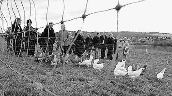 Vor-Ort-Termin der Gemeinderäte bei den Hühnern im März: Das Thema ist noch lange nicht gegessen. ARCHIV-FOTO: TRINKHAUS