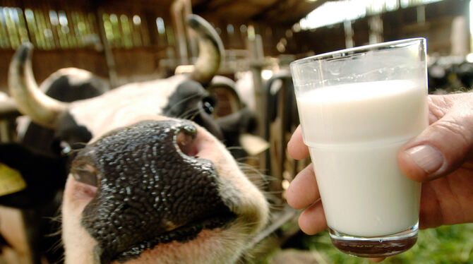 Milchkuhhaltung ist mit frühem Aufstehen verbunden: um fünf wird gemolken.  FOTO: DPA