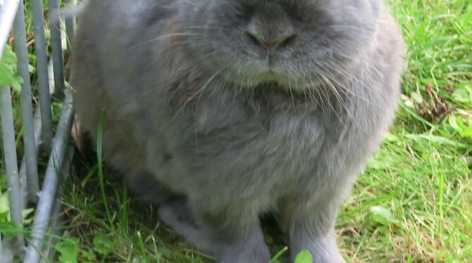 Hase Bugs geht’s gut: Er hat einen ganzen Garten für sich.  FOTO: ZMS