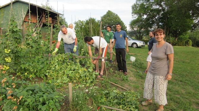 Im interkulturellen Garten haben drei Flüchtlingsfamilien und sechs deutsche Familien gemeinsam Gemüse angebaut.  FOTO: ZMS