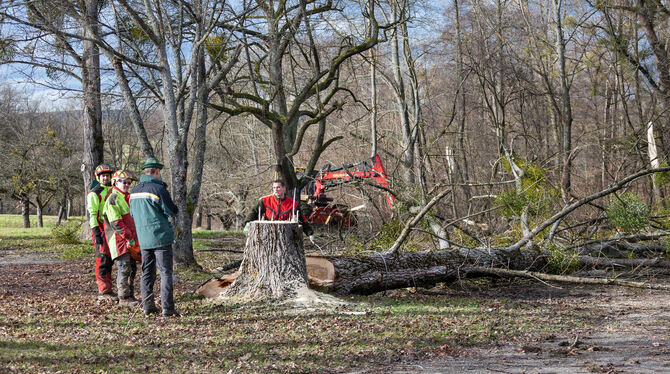 Mit Misteln befallene Pappeln wurden beim Buchbach-Parkplatz gefällt. FOTO: HAMMER