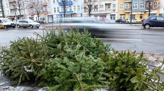 Eben noch aufrecht im Wohnzimmer, jetzt schon flach gelegt am Straßenrand: Die Weihnachtsbäume haben ausgedient und können an ve