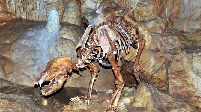 Die Höhlen der Schwäbischen Alb, wie hier die Bärenhöhle bei Sonnenbühl-Erpfingen sind Teil des Geoparks.  FOTO: MEYER