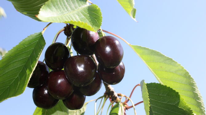 Ermstäler Knorpelkirschen: Ist es wirklich eine eigenständige Sorte? FOTO: LANDRATSAMT