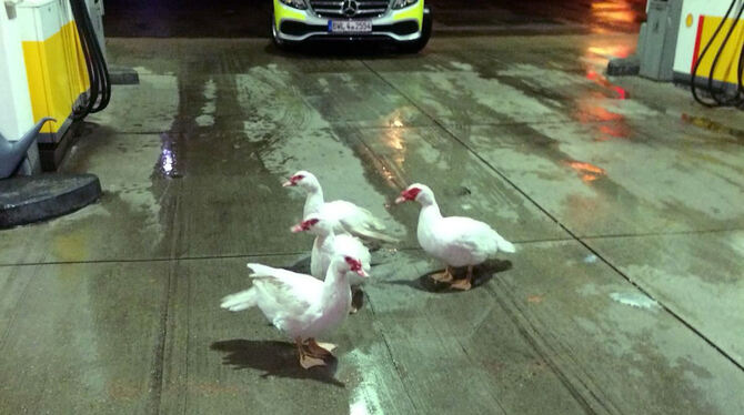 Vier Enten stehen an einer Tankstelle, im Hintergrund steht ein Polizeiwagen. Nach Angaben der Polizei waren die Enten auf der F