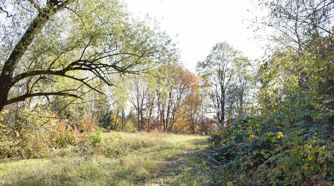 Auf dieser idyllischen Lichtung direkt am Waldrand soll der neue Naturkindergarten entstehen. FOTO: RITTGEROTH