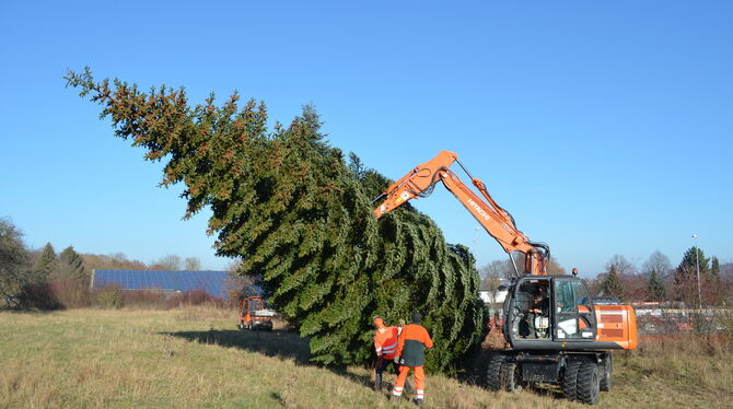 Der Weihnachtsbaum fürs Foyer im Kanzleramt kommt dieses Jahr aus Hechingen.   FOTO: STADT HECHINGEN