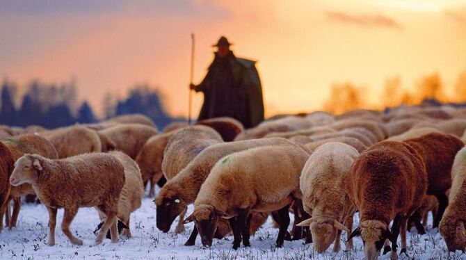 Schäfer Helmut Feldmann mit seiner Herde im Winter zwischen Bodelshausen und Oberhausen. Zu sehen im Bildband "Psalm 23. Du bist