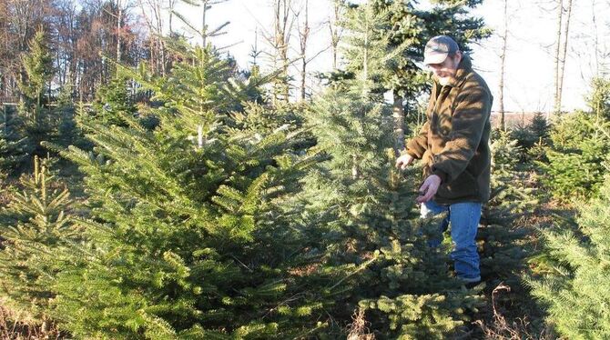 Jeder Baum ein Unikat: der St. Johanner Christbaumerzeuger Jürgen Goller in seinem »Wald«.  GEA-ARCHIV-FOTO: GEIGER