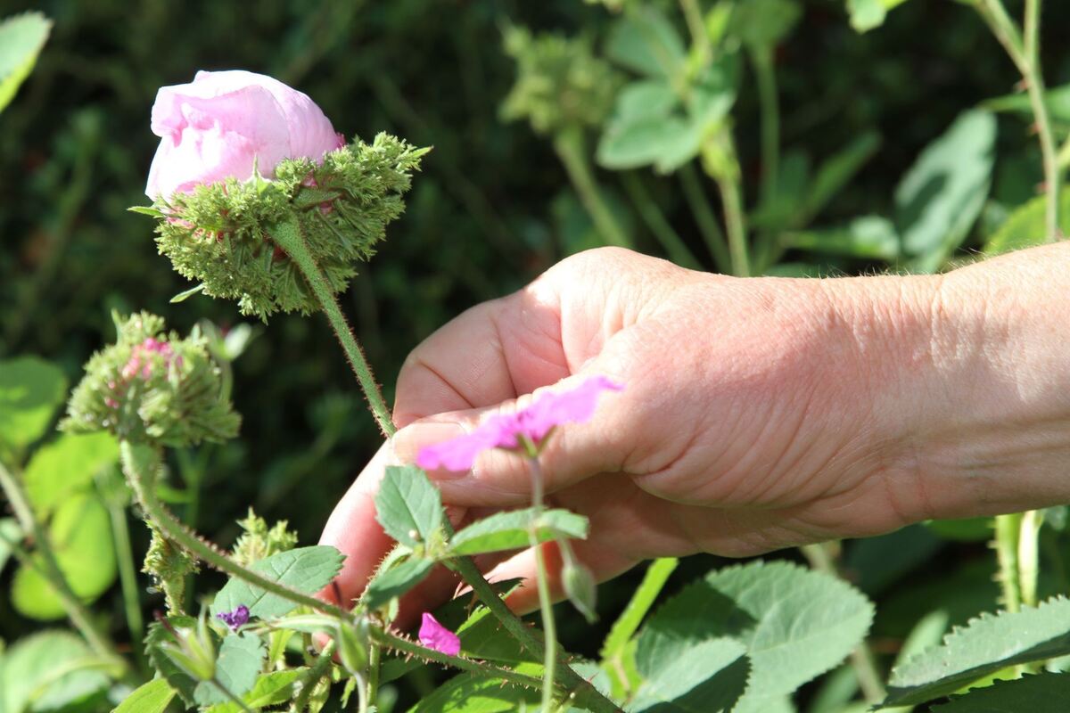 mayer_garten_wittlingen_fink_48