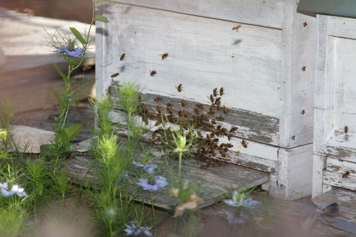 mayer_garten_wittlingen_fink_13