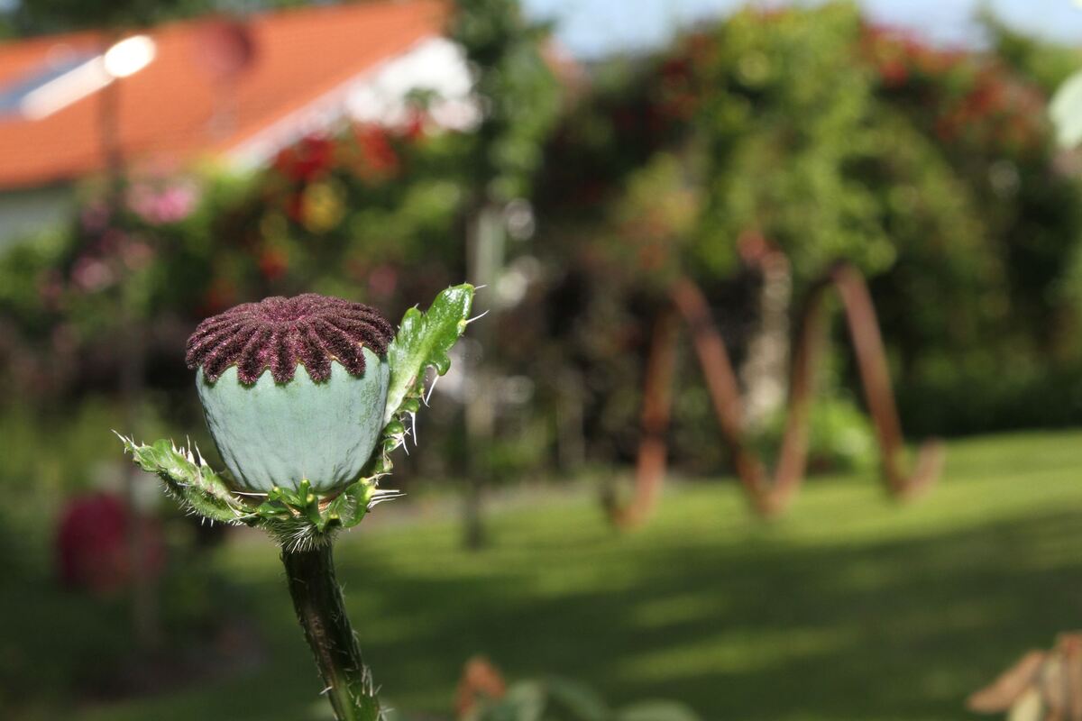 mayer_garten_wittlingen_fink_18