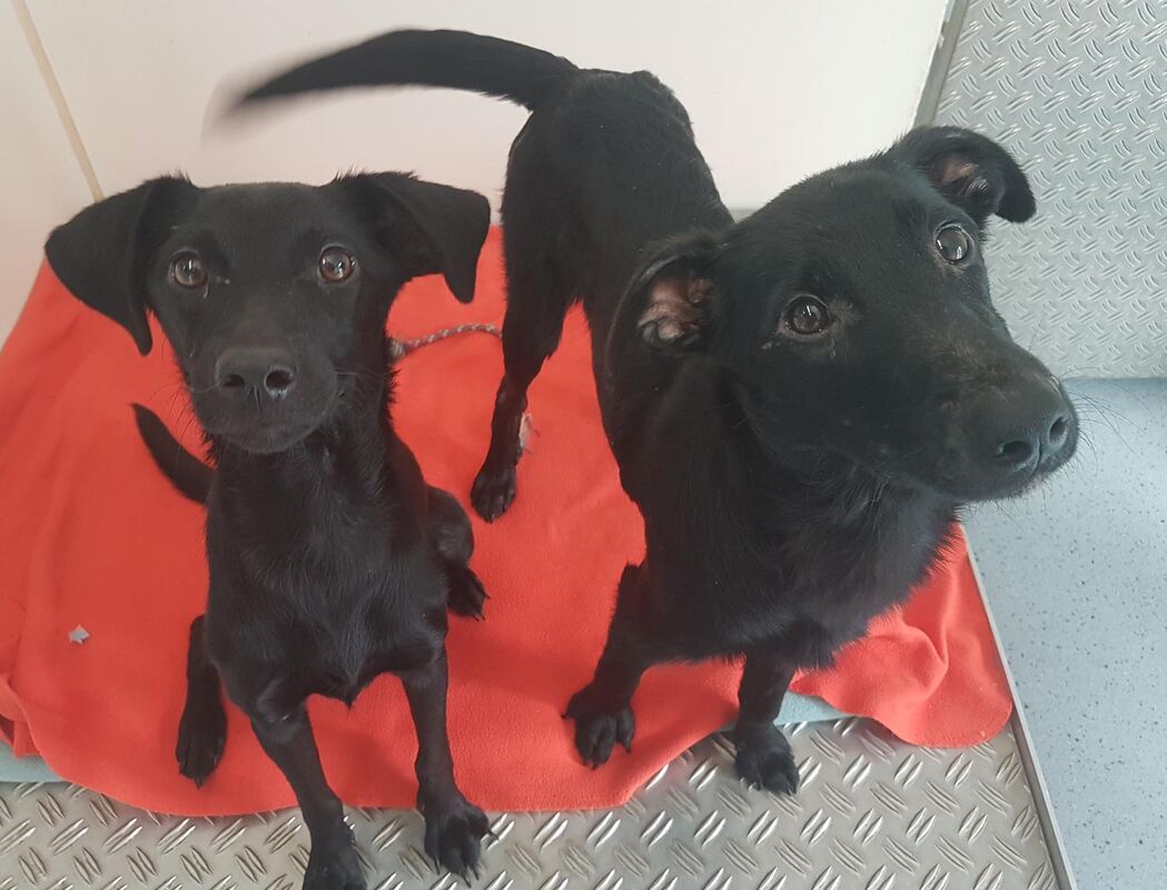 Ein Mann stand morgens mit zwei Hunden am Tierheim-Parkplatz. Als die Tierheimmitarbeiterin auf den Parkplatz fuhr, drückte er d