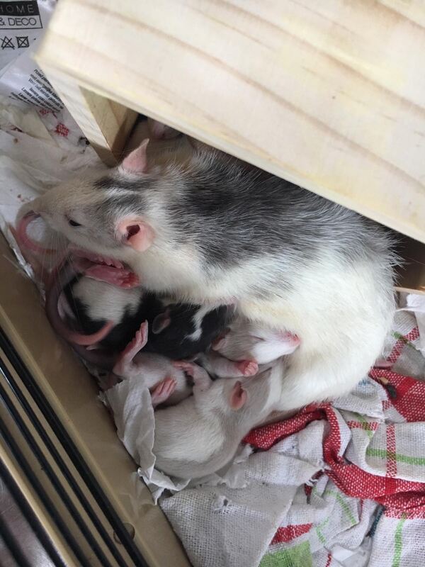 Am 29. Juli wurden 14 Farbratten in zwei Käfigen am Tierheim ausgesetzt vorgefunden. Am frühen Morgen entdeckten die Tierheimmit