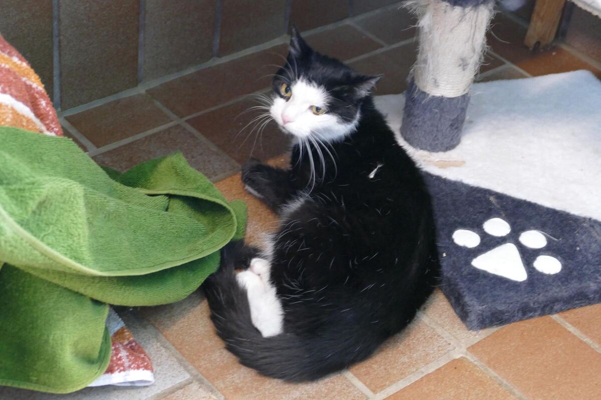 Diese Katze wurde am 2. August um 18.30 Uhr am Tierheim ausgesetzt in einer Transportbox vorgefunden. Sie wurde am Carport bei d