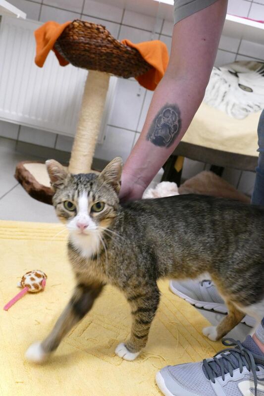 Eine herrenlose Katze die im Juli in Wittlingen gefunden wurde. Als sie zu uns kam war sie voller Flöhe, außerdem hat sie Schnup