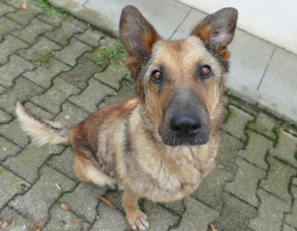 Eine Wandergruppe meldete diesen angebundenen Schäferhund bei der Helmut-Werner-Hütte in Sonnenbühl. Von Mitarbeiterinnen des Ti