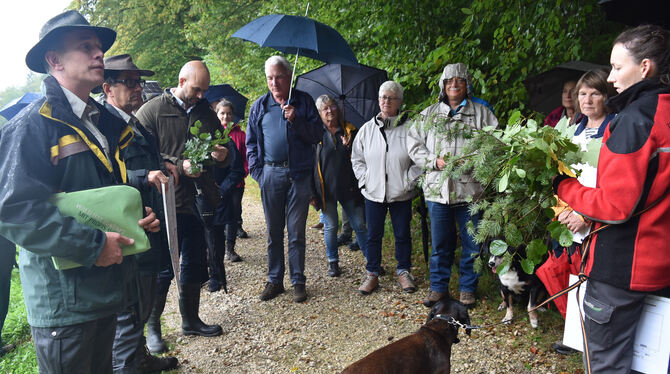 Beim Waldumgang ging es um die Gesundheit des Waldes und der vielen verschiedenen Baumarten.Foto: Sander