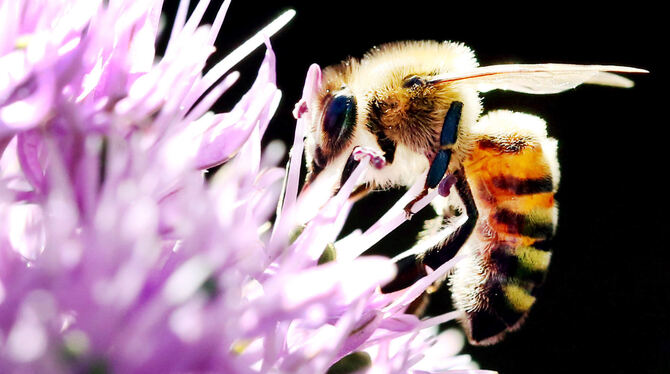 Vor rund 70 Jahren gab es in Deutschland noch 1,5 Millionen Bienen mehr als heute.  FOTO: DPA