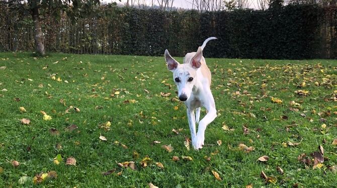 Whippets können bis zu 56 Stundenkilometer schnell rennen. FOTO: ZMS