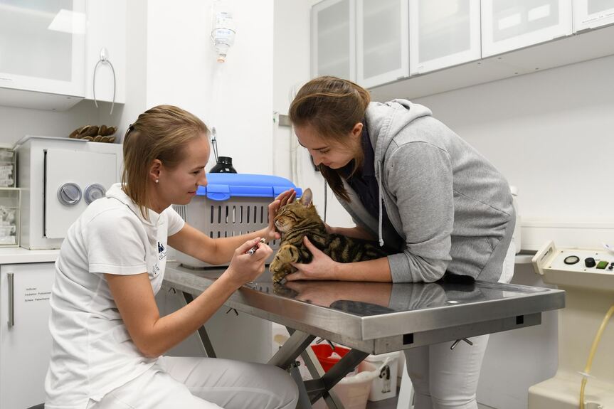 Tierische Notfälle in einer Reutlinger Tierklinik - Videos - Reutlinger