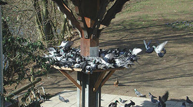 Gedränge zumindest am Taubenhaus auf der Tübinger Platanenallee. Dort werden die Tiere höchst amtlich gefüttert. In der Altstadt