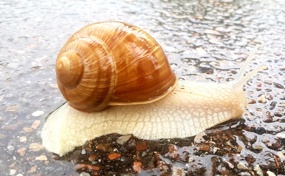 Schnecke Münsingen