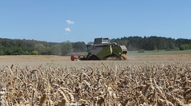 Endspurt für eine gute Ernte: Mähdrescher in Steinhilben.  FOTO: SCHRADE