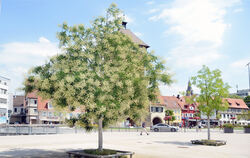 Einige Schnurbäume haben diesen Sommer so prächtig geblüht wie das Exemplar im Vordergrund, andere wirken nach wie vor schmalbrü