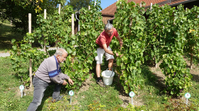 Hermann Fritz (links) und Eberhard Rabaa bei der Weinlese von Württemberger Sorten an der Grafenberger Kelter.  FOTO: SANDER