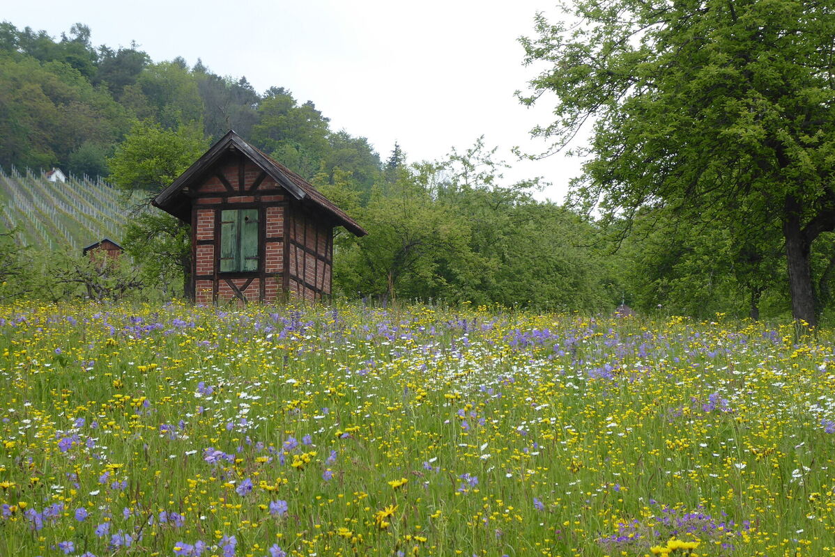 Blumenwiese mit Landschaft_2_Weiblen Ilona