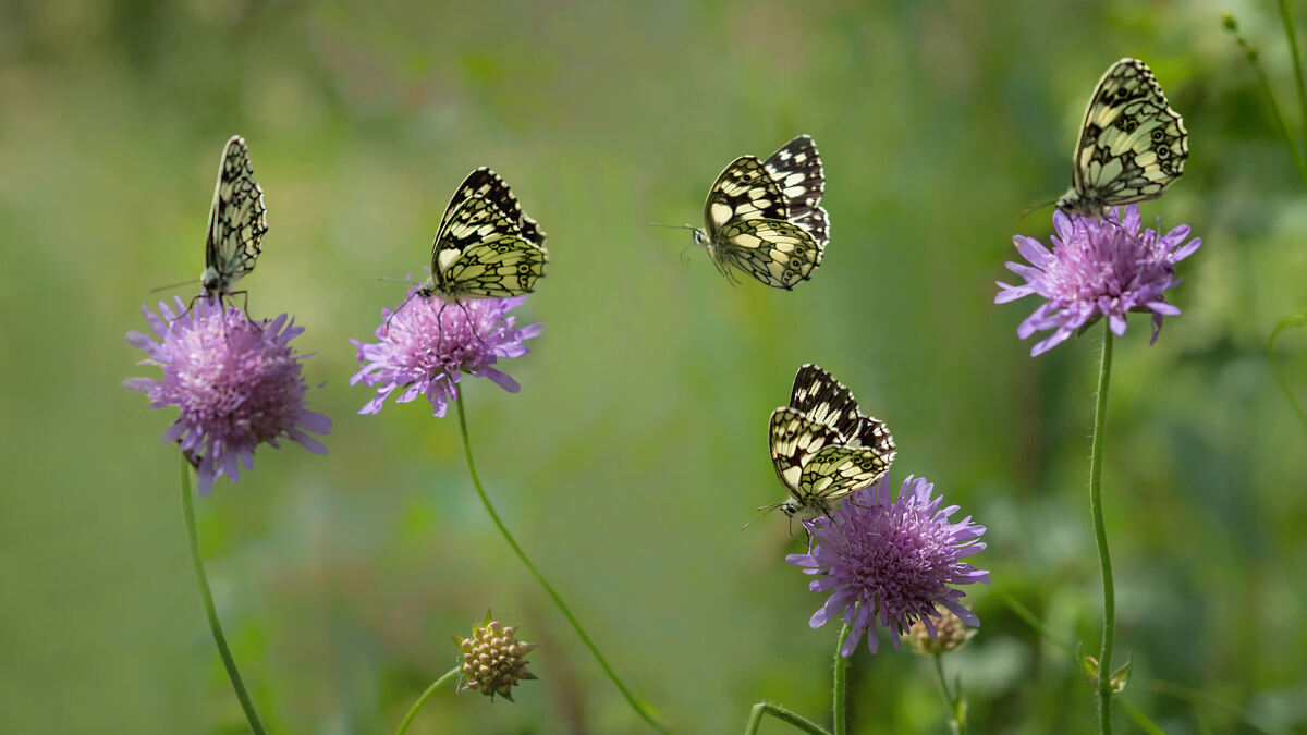 Insekten auf Blumenwiese_1_Schlotterbeck Erich