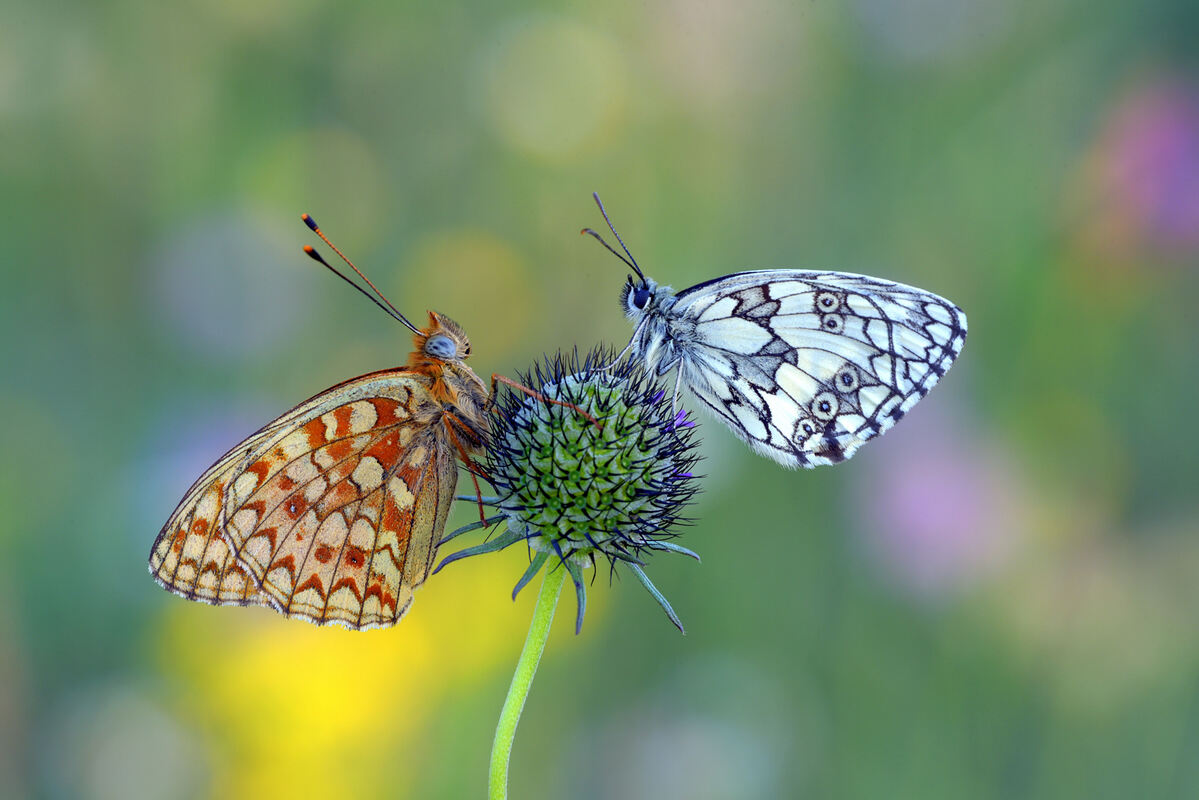 Insekten auf Blumenwiese_2_Schwantz Volker