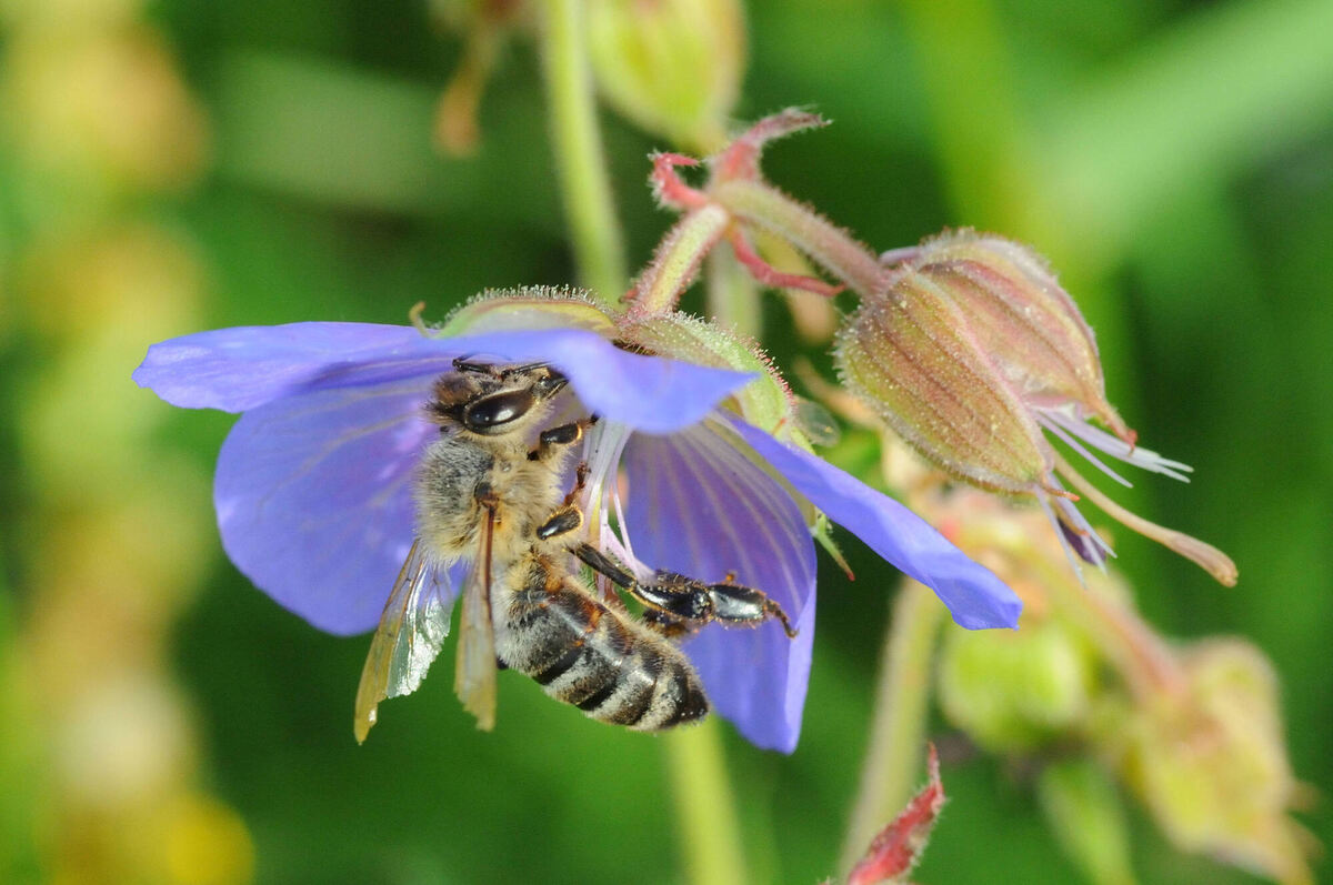 Insekten auf Blumenwiese_3_Kalkau Volker