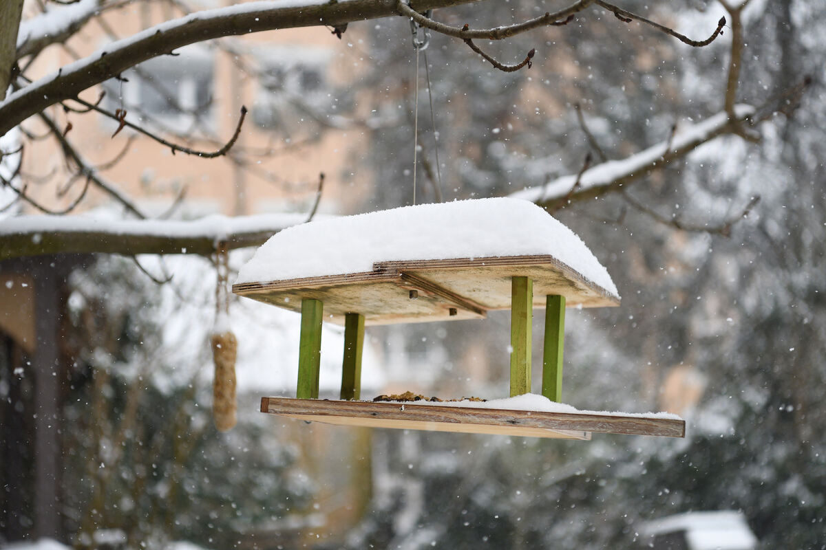 Vogelhaus Schnee Winter