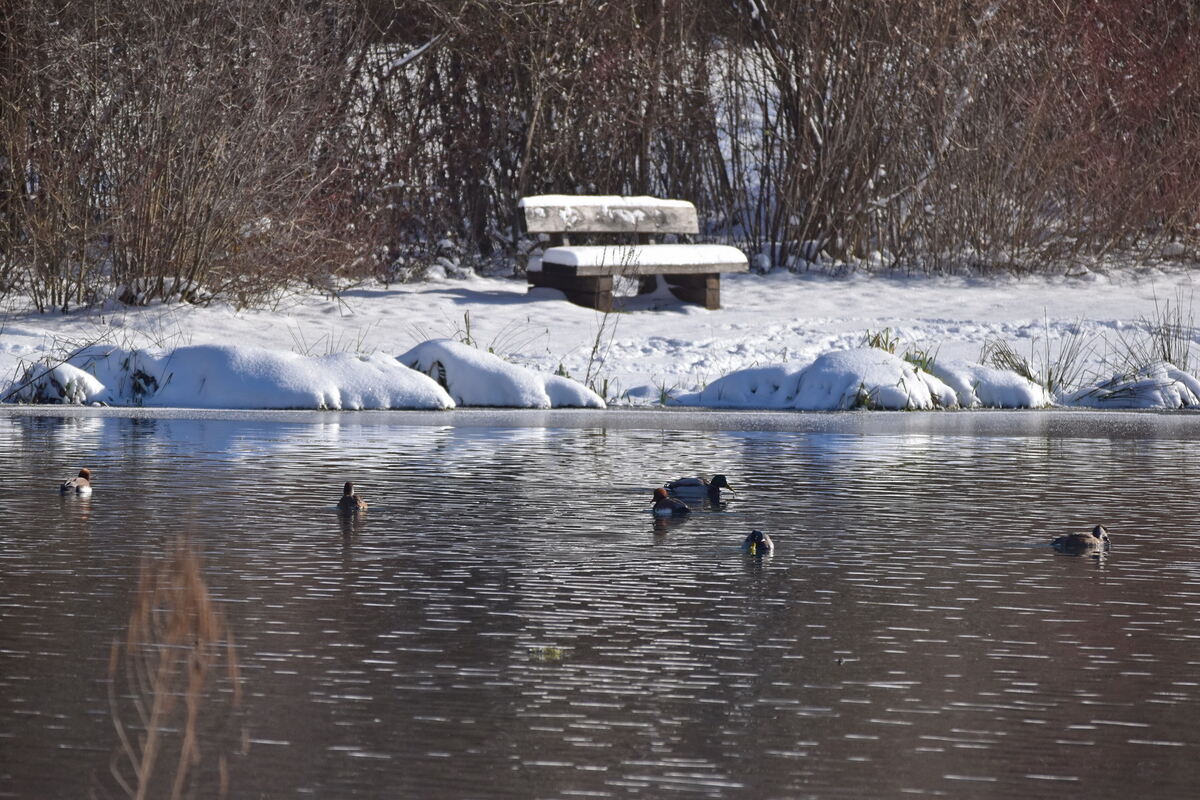 Tummelei am Lauchertsee