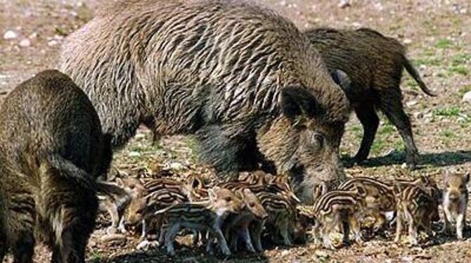 Für Jäger und auch für Landwirte inzwischen zum Trauma geworden: Das Schwarzwild hat sich so stark vermehrt, dass man seiner kau