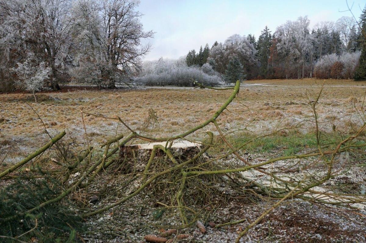 11_21_Weihnachtsbaum_01